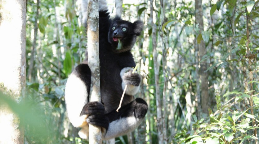 Lemur, Madagascar - Henar Martín | namasteviajes.com