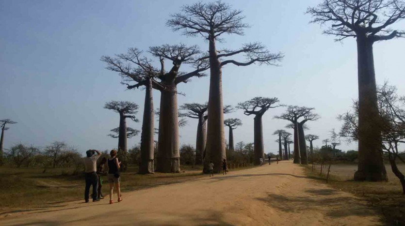 Baobabs, Madagascar - Henar Martín | namasteviajes.com