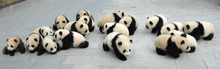 Centro de cría del Oso Panda, Chengdu (China) | namasteviajes.com