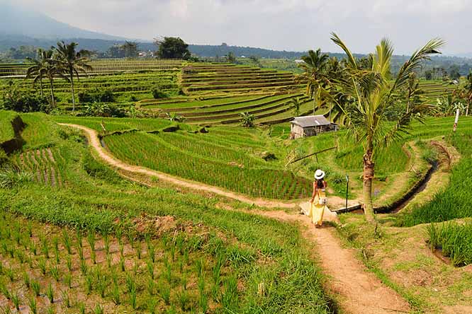 Campos de arroz de Jatilwih, Bali (Indonesia) - Paxson Woelber | namasteviajes.com