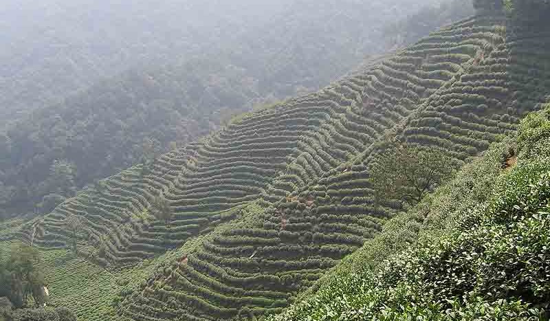 Plantaciones de té, Hangzhou (China) - Shizhao | namasteviajes.com