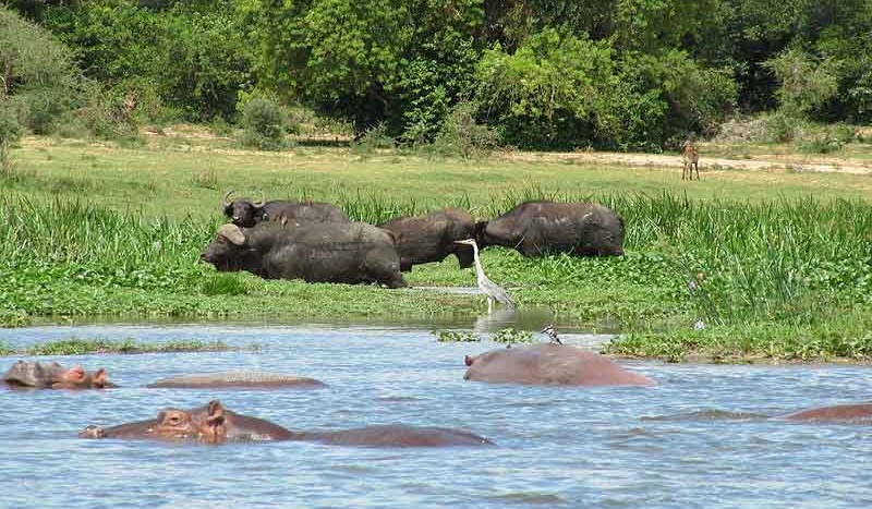 Búfalos africanos e hipopótamos, Parque Nacional Cataratas Murchison (Uganda) - Daryona | namasteviajes.com
