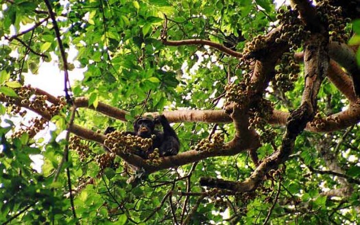 Chimpancé, Parque Nacional Kibale (Uganda) - Drrobert de Wikipedia en inglés | namasteviajes.com