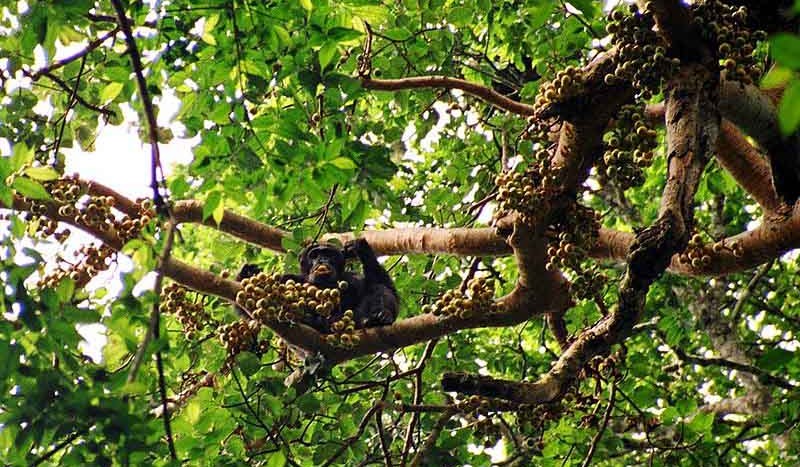 Chimpancé, Parque Nacional Kibale (Uganda) - Drrobert de Wikipedia en inglés | namasteviajes.com