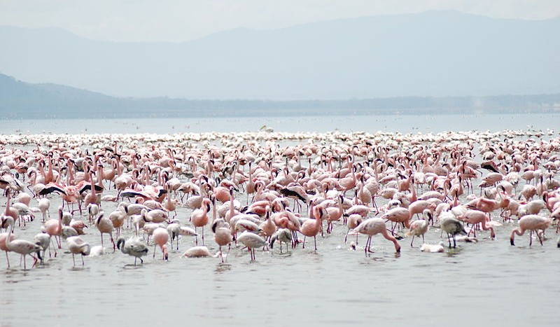 Lago Nakuru, Kenia - User: (WT-Shared) B.virdi de wts wikivoyage | namasteviajes.com