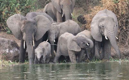 Elefantes en Canal de Kazinga, Uganda - Dror Feitelson Creative Commons Genérica de Atribución/Compartir-Igual 3.0 | namasteviajes.com