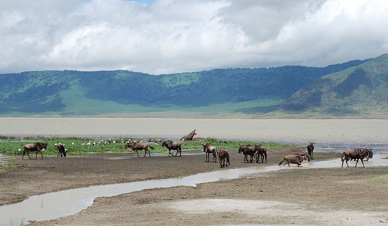 Cráter de Ngorongoro, Tanzania - Sachi Gahan from San Francisco, USA, Creative Commons Attribution-Share Alike 2.0 Generic | namasteviajes.com