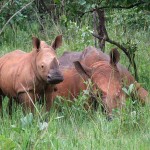 Santuario de rinocerontes de Ziwa, Uganda - Dror Feitelson, Creative Commons Attribution-Share Alike 3.0 Unported | namasteviajes.com