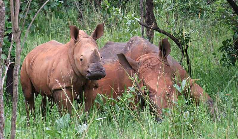 Santuario de rinocerontes de Ziwa, Uganda - Dror Feitelson, Creative Commons Attribution-Share Alike 3.0 Unported | namasteviajes.com