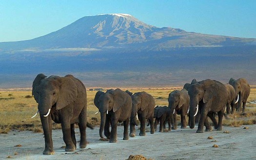 Parque Nacional de Amboseli, Kenia - Amoghavarsha JS amoghavarsha.com, Creative Commons Attribution-Share Alike 3.0 Unported license | namasteviajes.com