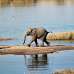 Parque Nacional Chobe, Botswana - Ian Sewell, Creative Commons Attribution-Share Alike 2.5 generic license | namasteviajes.com