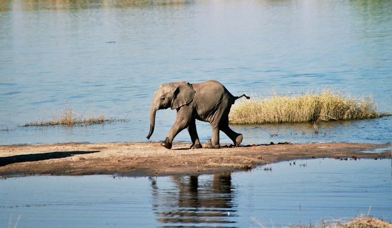 Parque Nacional Chobe, Botswana - Ian Sewell, Creative Commons Attribution-Share Alike 2.5 generic license | namasteviajes.com