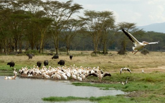 Parque Nacional Lago Nakuru, Kenia - Николай-Максимович | namasteviajes.com