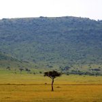 Reserva Nacional de Masai Mara, Kenia - Kev Moses, Creative Commons Attribution 2.0 Generic license | namasteviajes.com
